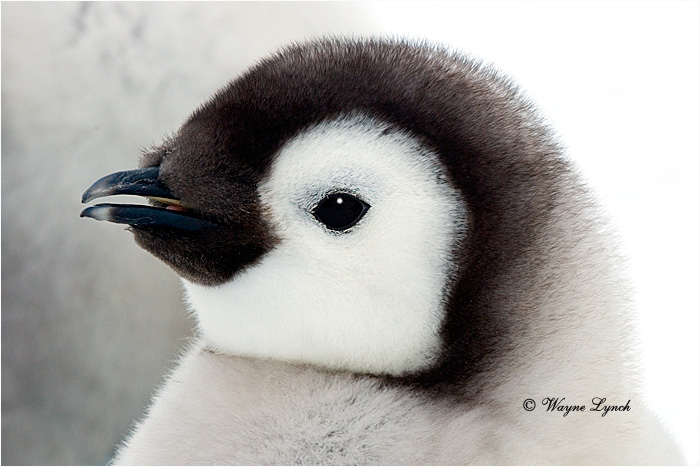 Emperor Penguin 151 by Dr. Wayne Lynch &copy;