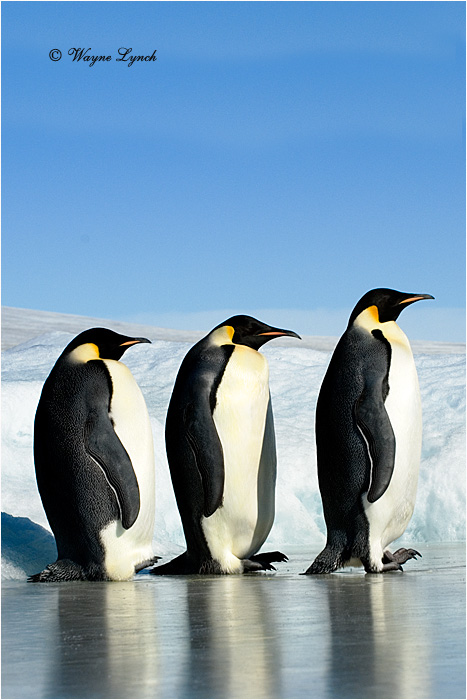 Emperor Penguin 153  by Dr. Wayne Lynch &copy;