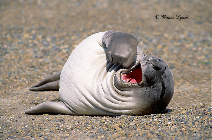 Southern Elephant Seal Pup 107 by Dr. Wayne Lynch &copy;