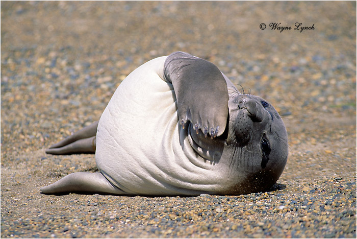 Southern Elephant Seal Pup 107 by Dr. Wayne Lynch &copy;