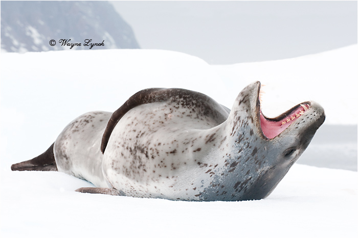 Leopard Seal 108 by Dr. Wayne Lynch &copy;