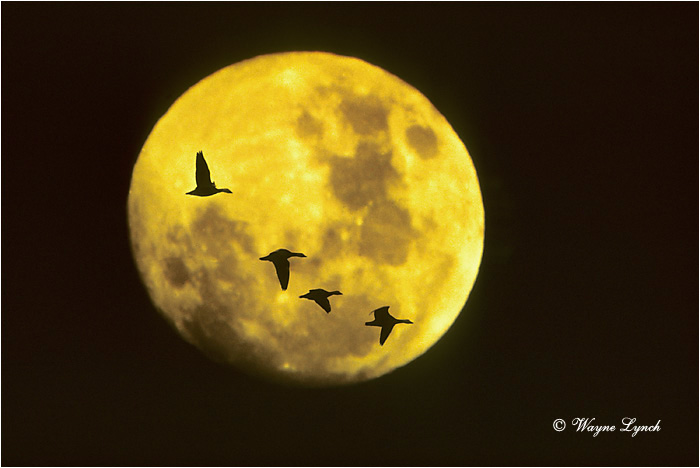 Snow Goose 101 by Wayne Lynch &copy;