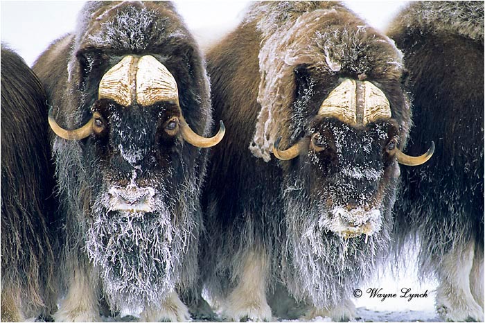 Muskox 102 by Wayne Lynch &copy;