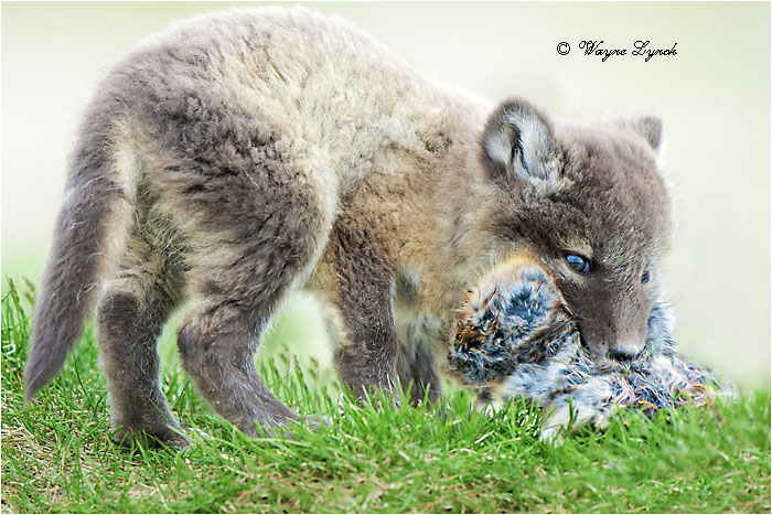 Arctic Fox Pup with Lemmings 137 by Dr. Wayne Lynch &copy;