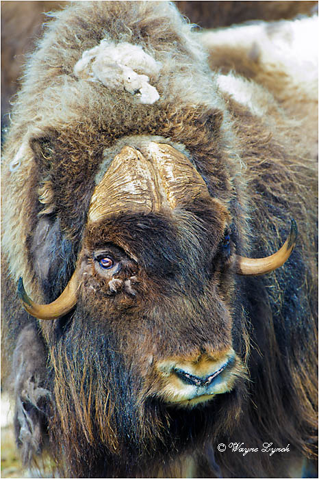 Muskoxen Bull 149 by Dr. Wayne Lynch &copy;