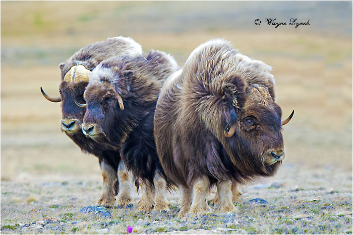 Muskoxen Bulls 141 by Dr. Wayne Lynch &copy;