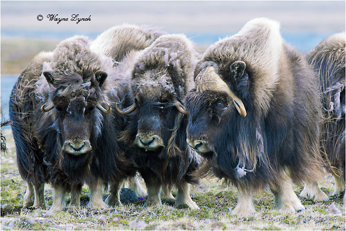 Muskoxen Herd 137 by Dr. Wayne Lynch &copy;