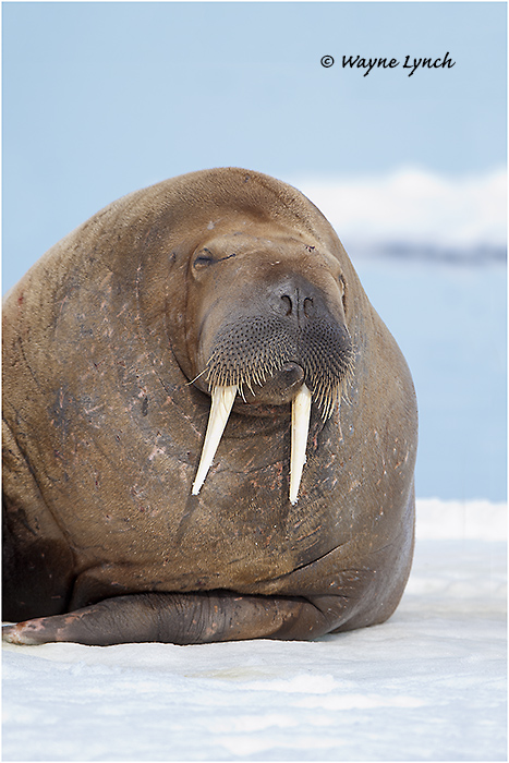 Atlantic Walrus 143 by Dr. Wayne Lynch &copy;