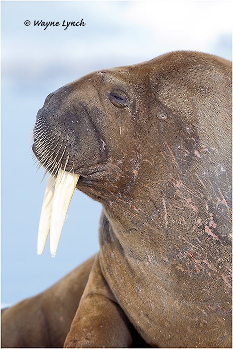 Atlantic Walrus 139 by Dr. Wayne Lynch &copy;