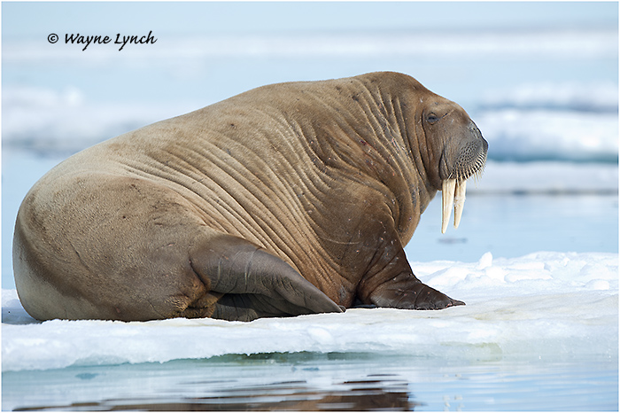 Atlantic Walrus 140 by Dr. Wayne Lynch &copy;