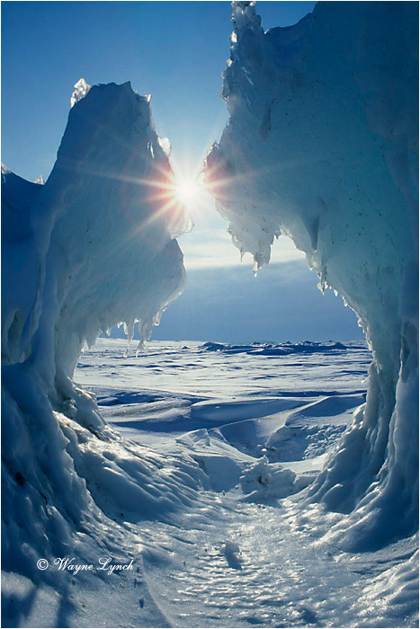 Beaufort Sea 101 by Wayne Lynch &copy;