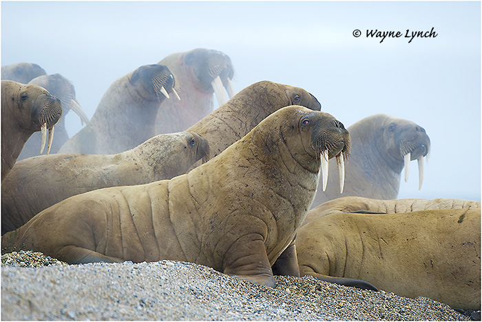 Atlantic Walruses150 by Dr. Wayne Lynch &copy;