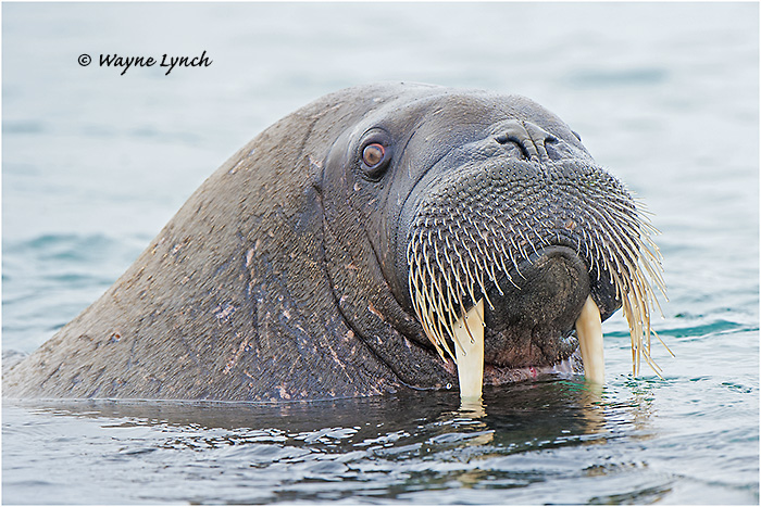 Atlantic Walrus 153 by Dr. Wayne Lynch   &copy;