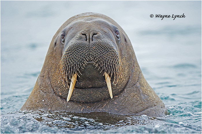 Atlantic Walrus 154 by Dr. Wayne Lynch &copy;