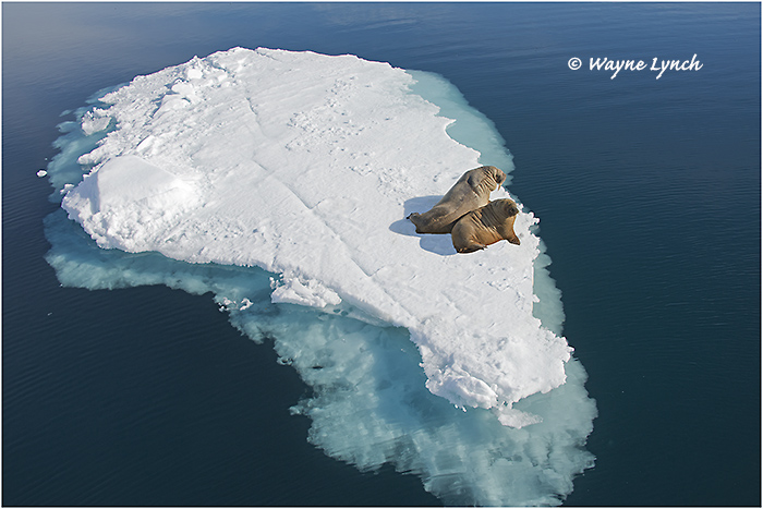 Atlantic Walruses 155 by Dr. Wayne Lynch &copy;