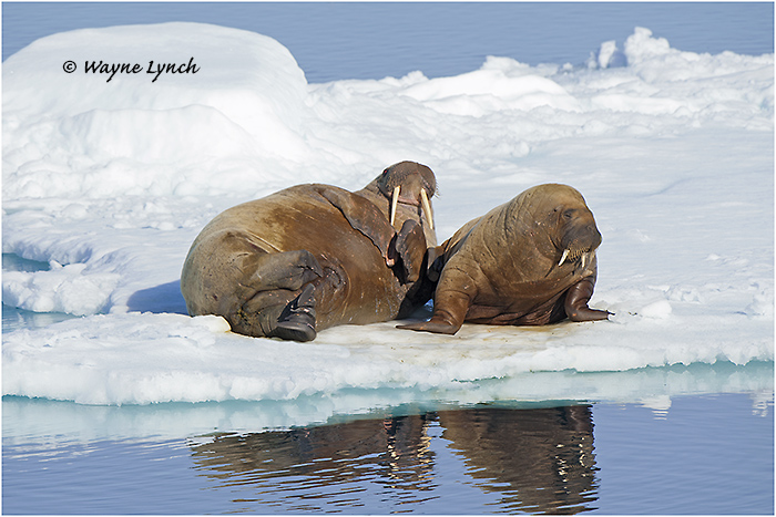 Atlantic Walruses 136 by Dr. Wayne Lynch &copy;