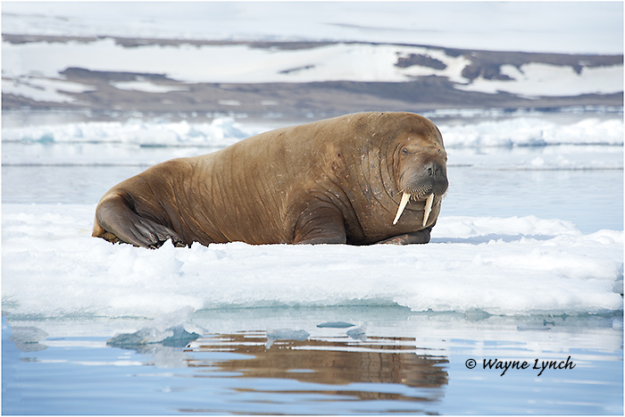 Atlantic Walrus 145 by Dr. Wayne Lynch &copy;