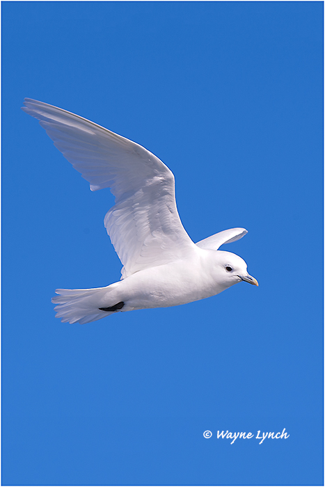 Ivory Gull (Endangered Species) 117  by Dr. Wayne Lynch &copy;