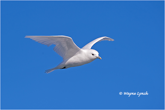 Ivory Gull (Endangered Species) 115 by Dr. Wayne Lynch &copy;