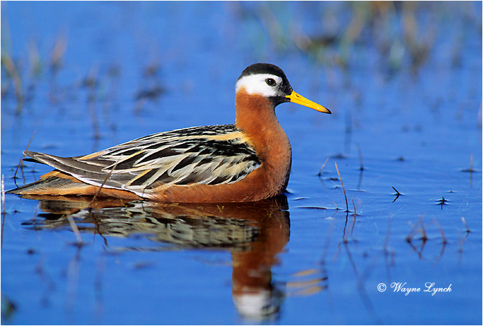 Red Phalarope 101 by Wayne Lynch &copy;
