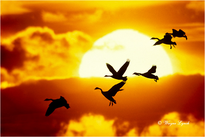 Canada Goose 101 by Wayne Lynch