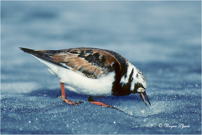 Ruddy Turnstone 101 by Wayne Lynch &copy;
