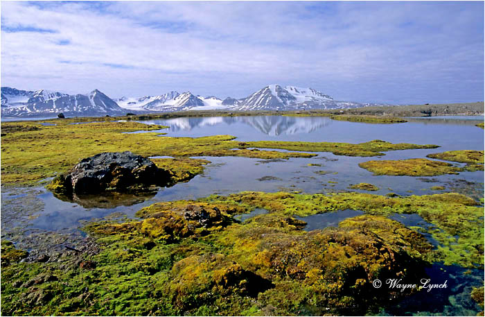 Svalbard 103 by Wayne Lynch &copy;