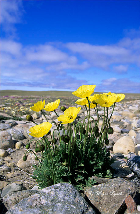 Arctic Poppy 101 by Wayne Lynch &copy;