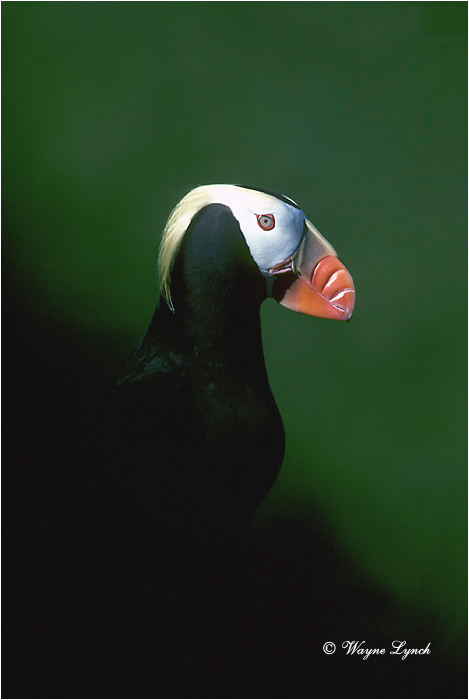 Tufted Puffin 101 by Wayne Lynch &copy;