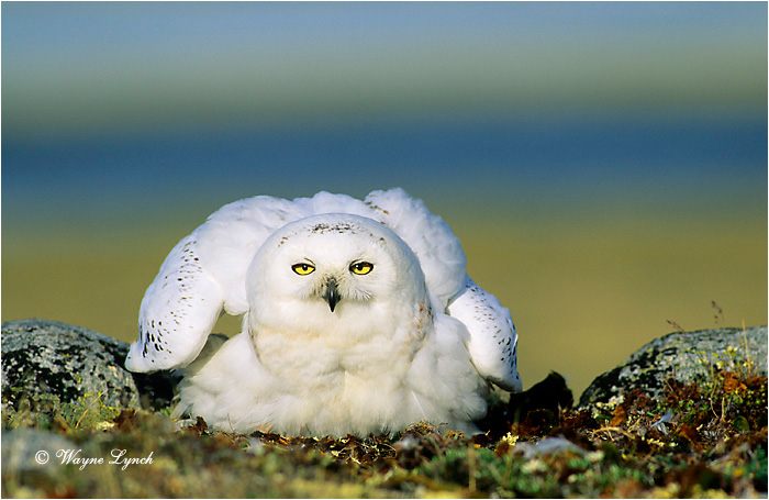 Snowy Owl 117  by Wayne Lynch &copy;