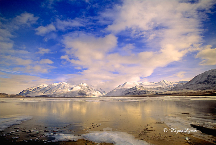 Ellesmere Island National Park 101 by Wayne Lynch &copy;