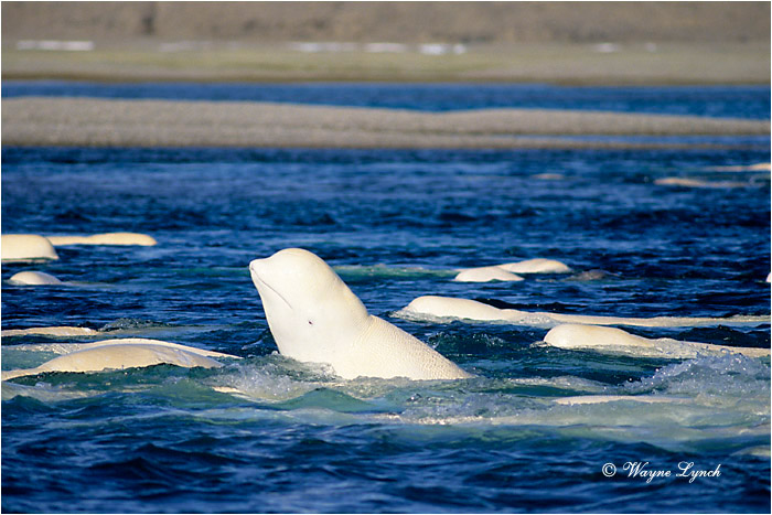 Beluga Whale 102 by Wayne Lynch &copy;