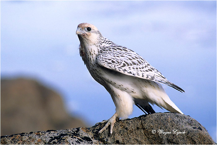 Gyrfalcon 101  by Wayne Lynch &copy;