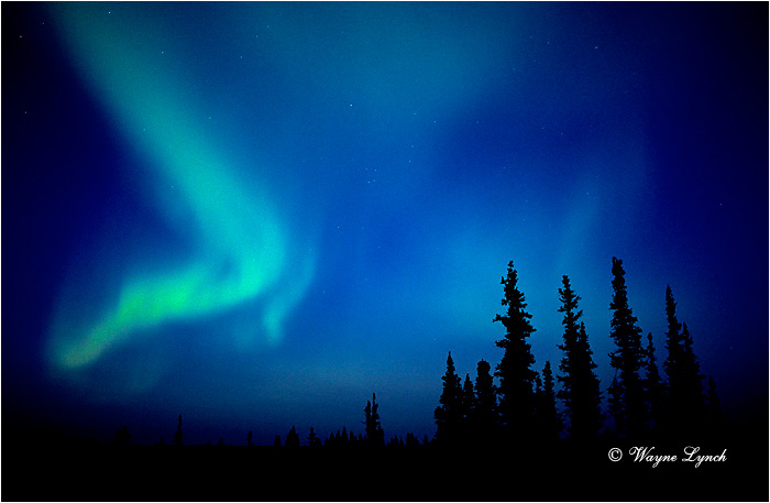 Aurora Borealis 101 by Wayne Lynch &copy;