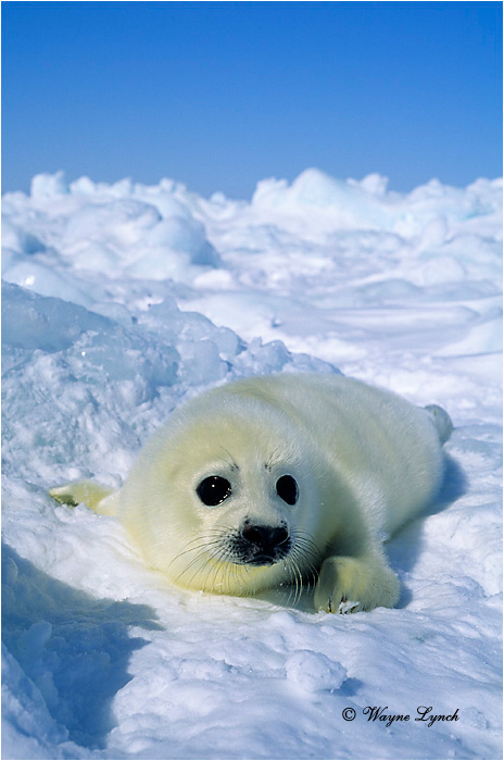 Harp Seal 101 by Wayne Lynch &copy;