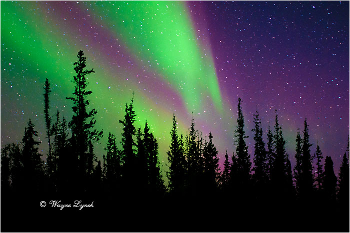 Aurora Borealis by Dr. Wayne Lynch &copy;