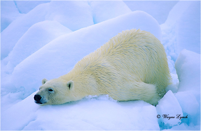 Polar Bear 118 by Wayne Lynch &copy;