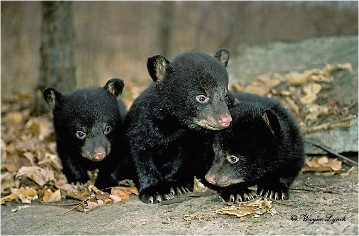 Black Bear 101 by Wayne Lynch &copy;