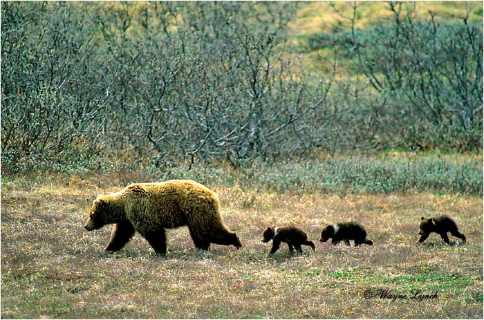 Brown Bear 118 by Wayne Lynch &copy;