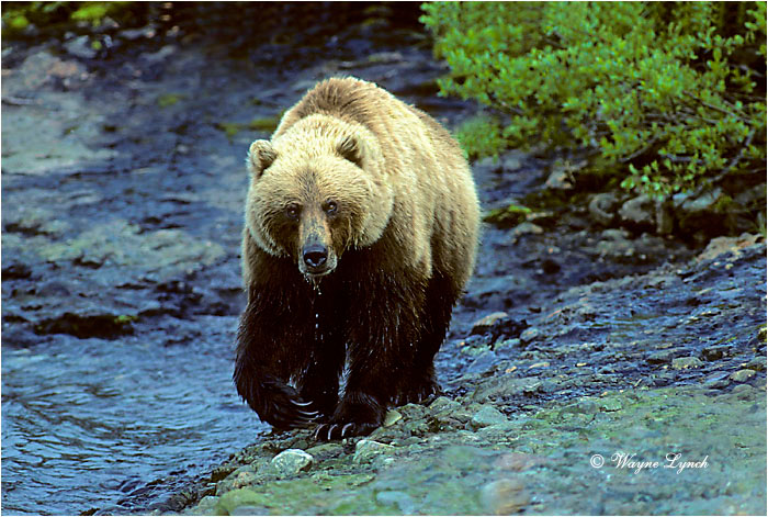 Brown Bear 119 by Wayne Lynch &copy;