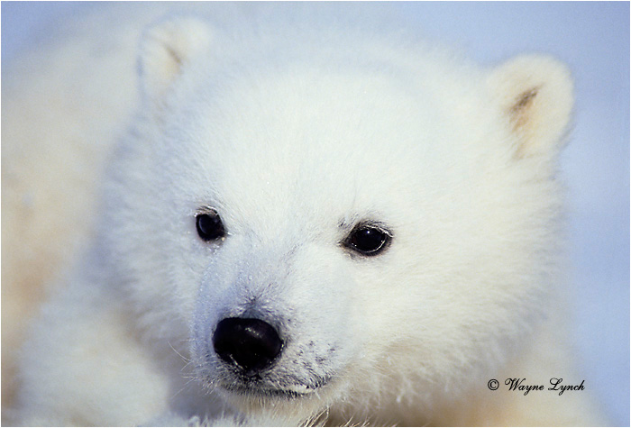 Polar Bear 154 by Wayne Lynch &copy;