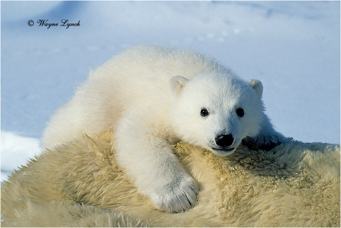 Polar Bear 148 by Dr. Wayne Lynch &copy;