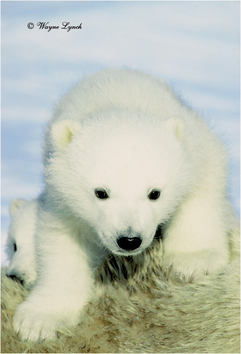 Polar Bear 138 by Dr. Wayne Lynch &copy;