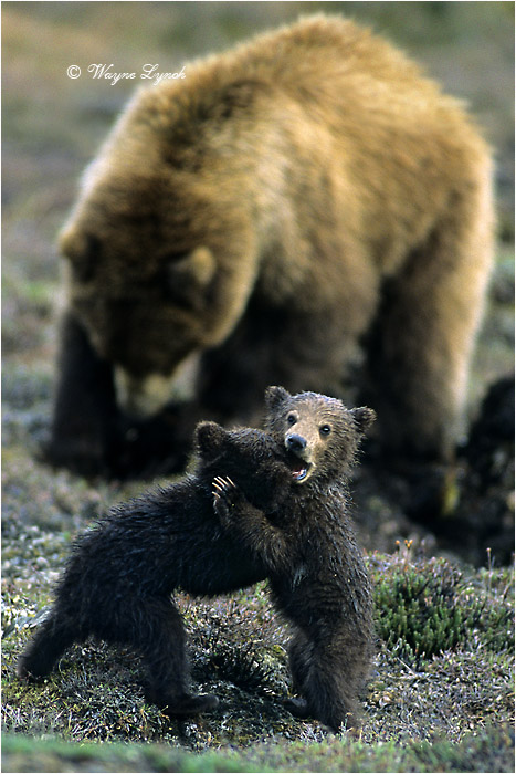 Grizzly Bear Cubs and Mother 129B by Dr. Wayne Lynch &copy;