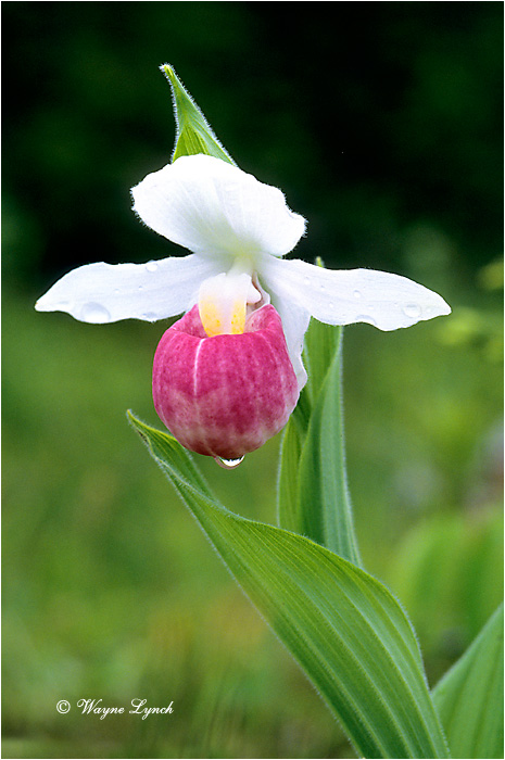 Show Lady's-slipper 102 by Wayne Lynch &copy;