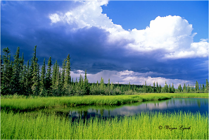 Northern Alberta 105 by Wayne Lynch &copy;