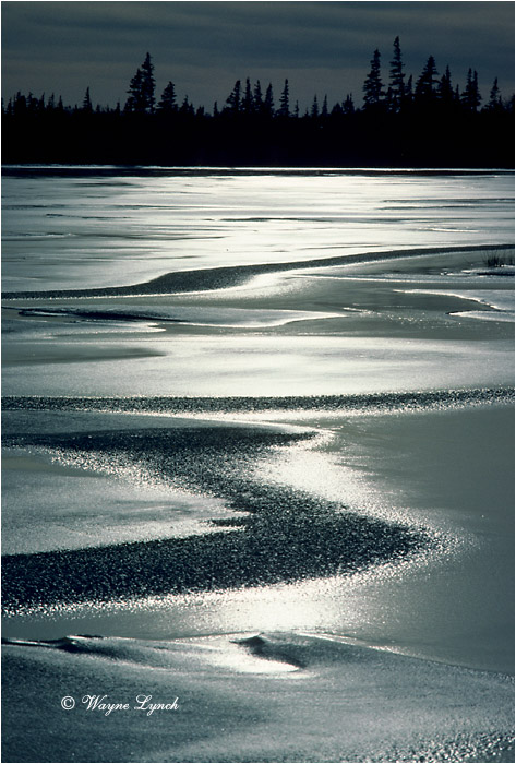 Boreal Manitoba 101 by Wayne Lynch &copy;