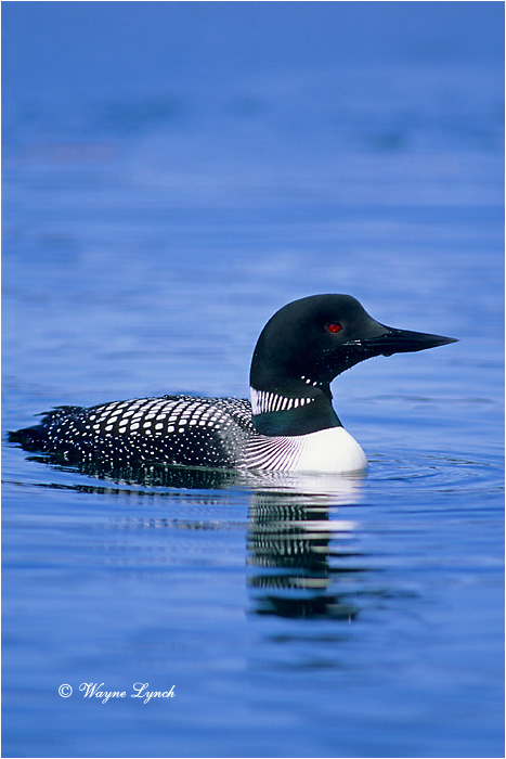 Common Loon 103 by Wayne Lynch &copy;