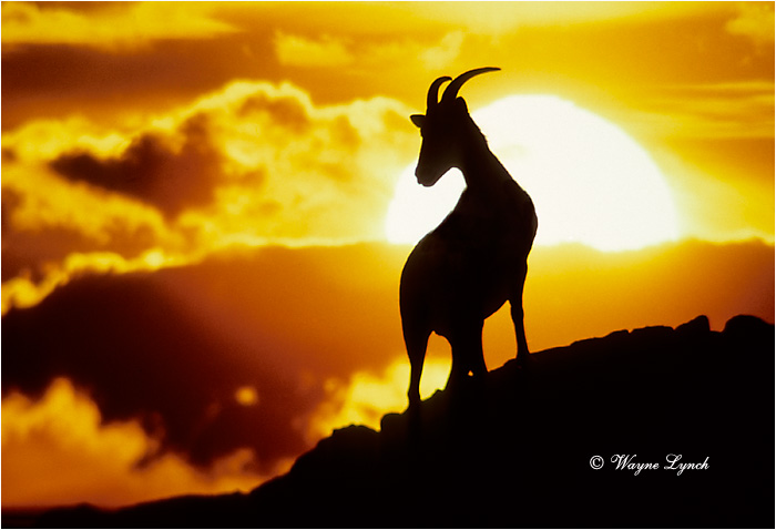 Desert Bighorn Sheep 101 by Wayne Lynch &copy;