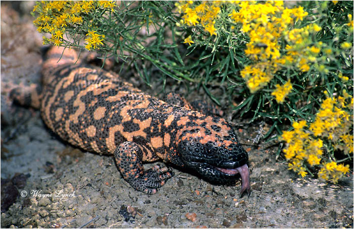 Gila Monster 101 by Wayne Lynch &copy;